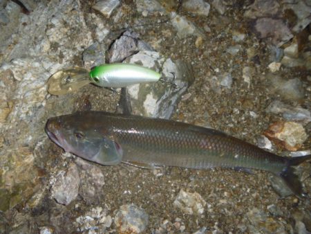 ナマズ狙いだったが