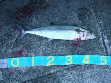 フォール中にサゴシ♪