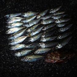 泉南でアジング楽しい♪