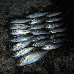 予報はずれて爆風でした・・・。