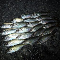 またまたアジング！　小アジが増えたかな？