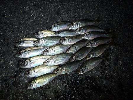 またまたアジング！　小アジが増えたかな？