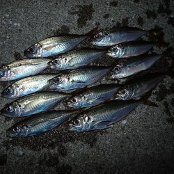 無風のち爆風のアジング