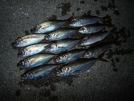 無風のち爆風のアジング