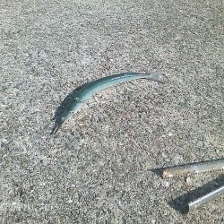 サヨリ入れ食い