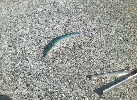 サヨリ入れ食い