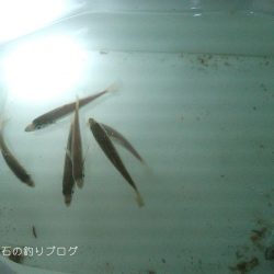 ダンゴ釣りで秋の五目釣り