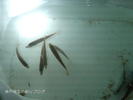 ダンゴ釣りで秋の五目釣り