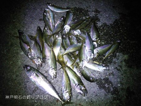 晩のおかず釣り