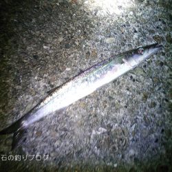 泳がせ釣り、太刀魚の気配