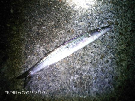 泳がせ釣り、太刀魚の気配