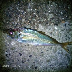 ファミリーフィッシング＆泳がせのイカ狙い