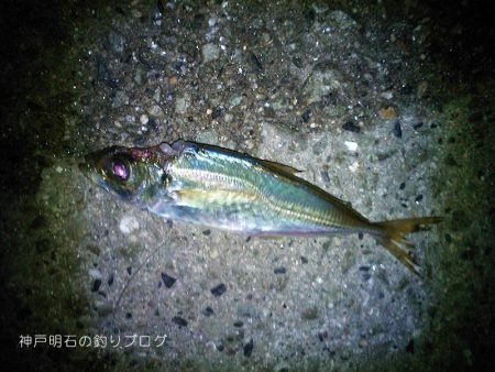 ファミリーフィッシング＆泳がせのイカ狙い