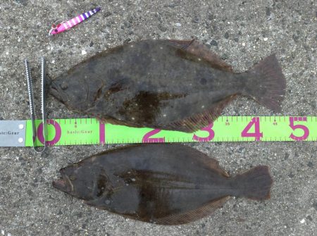 外道の方が高級魚