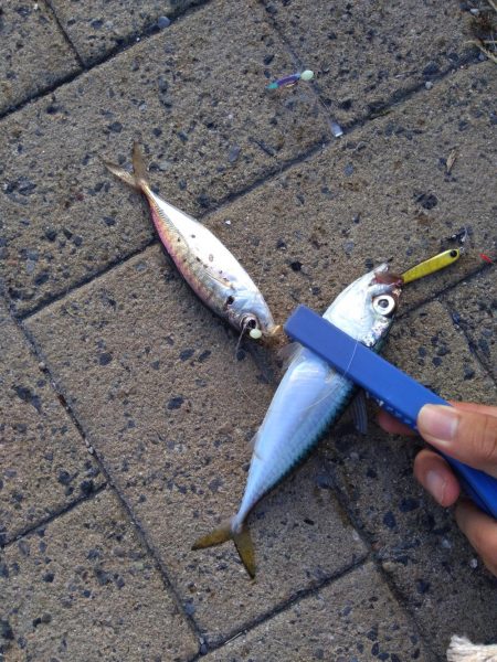 ダイソーショアジギング