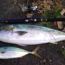 ヤズのちハマチ