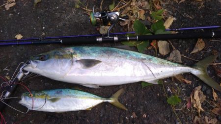 ヤズのちハマチ