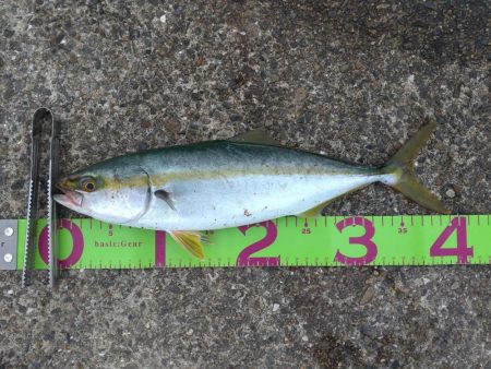 大蔵海岸　青物調査