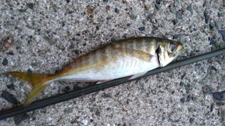 台風後の海は？