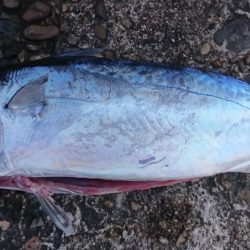 真昼間にショアジギ(ソウダガツオ、真鯛)