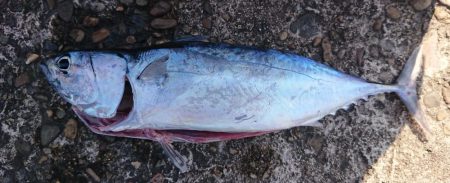 真昼間にショアジギ(ソウダガツオ、真鯛)