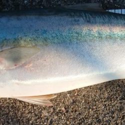 大フィーバー！