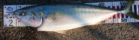 大フィーバー！