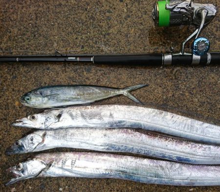 タチウオサゴシシイラ