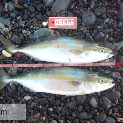 トップガイドのリングが割れた(泣)