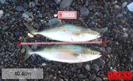 トップガイドのリングが割れた(泣)