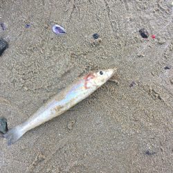 猛暑のキス釣り