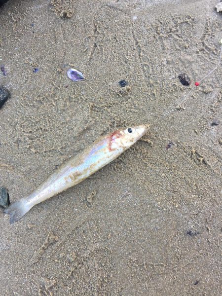 猛暑のキス釣り