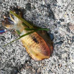 アオリイカ探しに