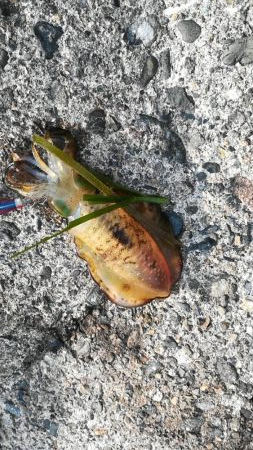 アオリイカ探しに