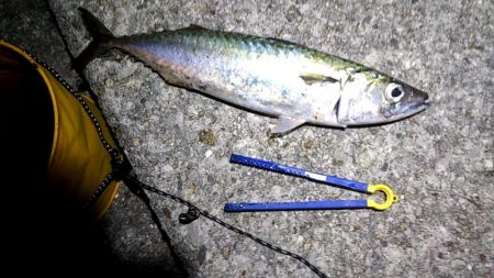 太刀魚ねらいで