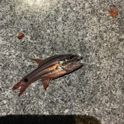 エギングとアジング