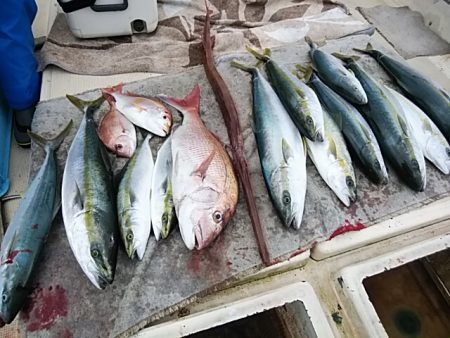 大物釣果速報！●光義丸：平戸市早福港