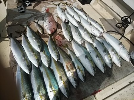 大物釣果速報！●光義丸：平戸市早福港