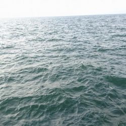 ツバスが釣れました