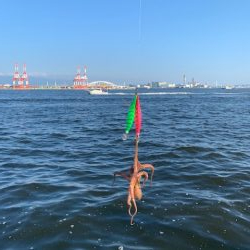 タチウオあたりはあるが