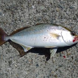 淡路島リベンジ