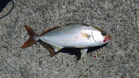 淡路島リベンジ