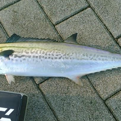 タチウオは不発もサゴシと巨大ツバスをゲット！