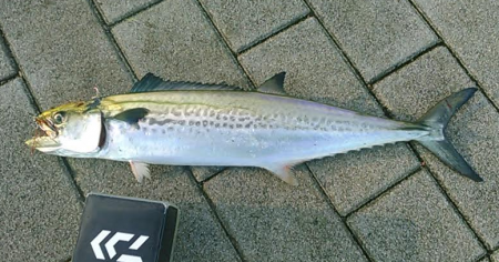 タチウオは不発もサゴシと巨大ツバスをゲット！