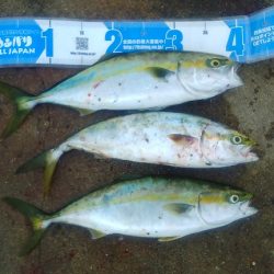 太刀魚のつもりが