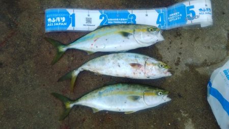 太刀魚のつもりが