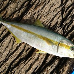 上向きになってきた。