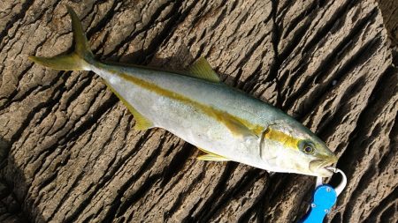 上向きになってきた。