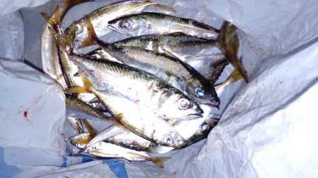 昨日ジグサビキが不調だったのでサビキ仕掛け…