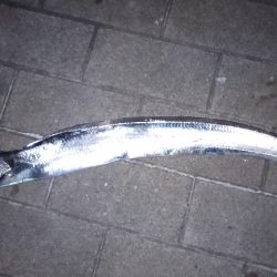 今シーズ初太刀魚です。